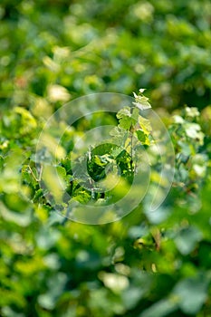 French red AOC wine grapes plant, new harvest of wine grape in