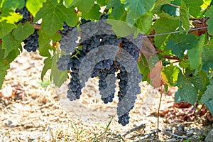 French red AOC wine grapes plant, new harvest of wine grape in