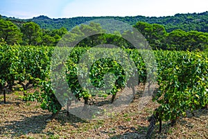 French red AOC wine grapes plant, new harvest of wine grape in France, Vaucluse, Gigondas domain or chateau vineyard Dentelles de