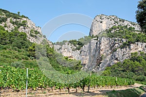 French red AOC wine grapes plant, new harvest of wine grape in France, Vaucluse, Gigondas domain or chateau vineyard Dentelles de