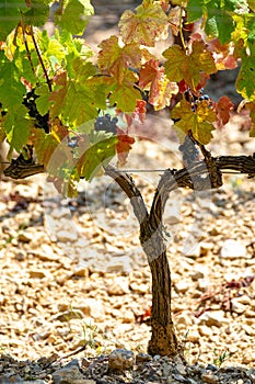 French red AOC wine grapes plant, new harvest of wine grape in France, Vaucluse, Gigondas domain or chateau vineyard Dentelles de