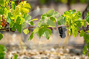 French red AOC wine grapes plant, new harvest of wine grape in France, Vaucluse, Gigondas domain or chateau vineyard Dentelles de