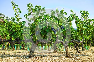 French red AOC wine grapes plant, new harvest of wine grape in France, Vaucluse, Gigondas domain or chateau vineyard Dentelles de