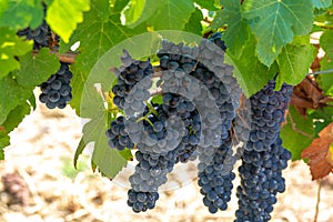 French red AOC wine grapes plant, new harvest of wine grape in France, Vaucluse, Gigondas domain or chateau vineyard Dentelles de