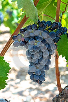 French red AOC wine grapes plant, new harvest of wine grape in France, Vaucluse, Gigondas domain or chateau vineyard Dentelles de