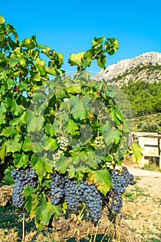 French red AOC wine grapes plant, new harvest of wine grape in France, Vaucluse, Gigondas domain or chateau vineyard Dentelles de