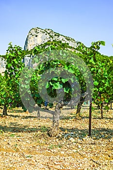 French red AOC wine grapes plant, new harvest of wine grape in France, Vaucluse, Gigondas domain or chateau vineyard Dentelles de