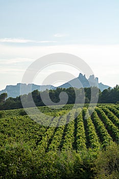 French red AOC wine grapes plant, new harvest of wine grape in France, Vaucluse, Gigondas domain or chateau vineyard Dentelles de
