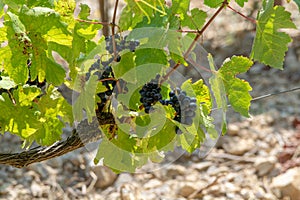 French red AOC wine grapes plant, new harvest of wine grape in France, Vaucluse, Gigondas domain or chateau vineyard Dentelles de