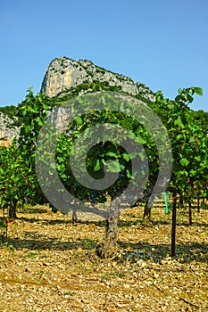 French red AOC wine grapes plant, new harvest of wine grape in