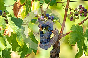 French red AOC wine grapes plant, new harvest of wine grape in