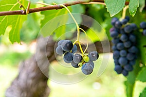 French red and rose wine grapes plant, first new harvest of wine grape in France, Costieres de Nimes AOP domain or chateau