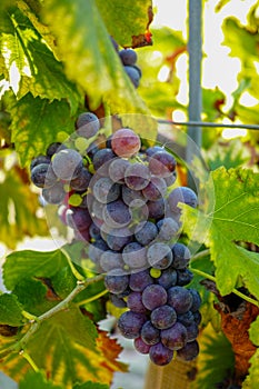 French red and rose wine grapes plant, first new harvest of wine grape in France on domain or chateau vineyard close up