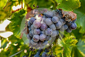 French red and rose wine grapes plant, first new harvest of wine grape in France on domain or chateau vineyard close up