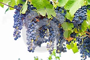 French red and rose wine grapes plant, first new harvest of wine grape in France, Costieres de Nimes AOP domain or chateau