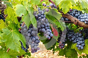 French red and rose wine grapes plant, first new harvest of wine grape in France, Costieres de Nimes AOP domain or chateau