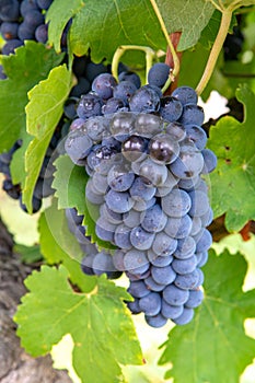 French red and rose wine grapes plant, first new harvest of wine grape in France, Costieres de Nimes AOP domain or chateau