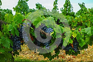 French red and rose wine grapes plant, first new harvest of wine
