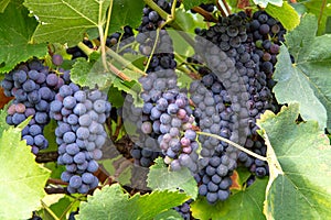 French red and rose wine grapes plant, first new harvest of wine