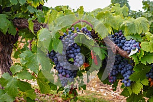 French red and rose wine grapes plant, first new harvest of wine