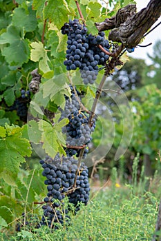 French red and rose wine grapes plant, first new harvest of wine