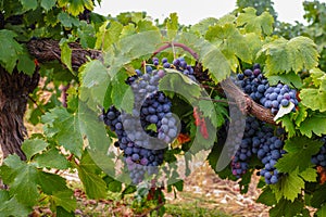 Francese un vino uva pianta il primo nuovo raccolto da vino 