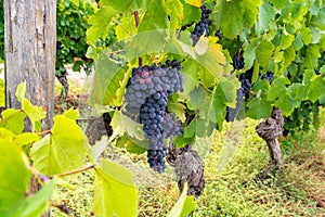 French red and rose wine grapes plant, first new harvest of wine grape in France, Costieres de Nimes AOP domain or chateau