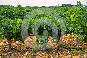 French red and rose wine grapes plant, first new harvest of wine grape in France, Costieres de Nimes AOP domain or chateau