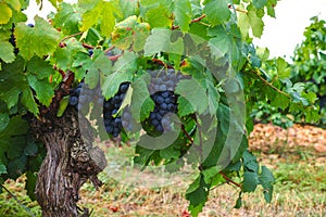 French red and rose wine grapes plant, first new harvest of wine grape in France, Costieres de Nimes AOP domain or chateau