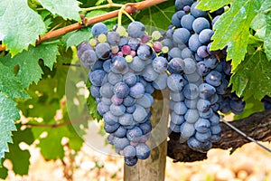 French red and rose wine grapes plant, first new harvest of wine grape in France, Costieres de Nimes AOP domain or chateau