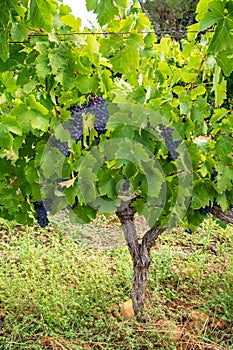 French red and rose wine grapes plant, first new harvest of wine grape in France, Costieres de Nimes AOP domain or chateau