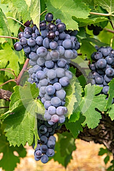 French red and rose wine grapes plant, first new harvest of wine grape in France, Costieres de Nimes AOP domain or chateau