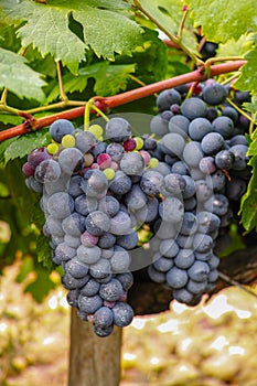 French red and rose wine grapes plant, first new harvest of wine grape in France, Costieres de Nimes AOP domain or chateau