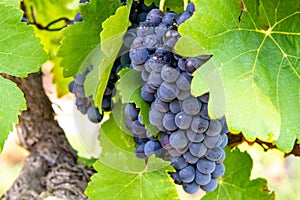 French red and rose wine grapes plant, first new harvest of wine grape in France, Costieres de Nimes AOP domain or chateau