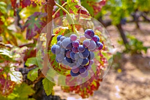 French red and rose wine grapes plant, growing on ochre mineral