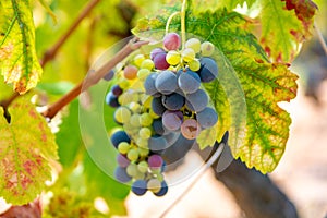 French red and rose wine grapes plant, growing on ochre mineral