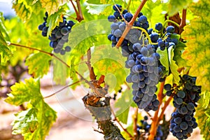 French red and rose wine grapes plant, growing on ochre mineral