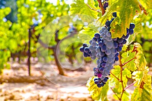 French red and rose wine grapes plant, growing on ochre mineral soil, new harvest of wine grape in France, Vaucluse Luberon AOP