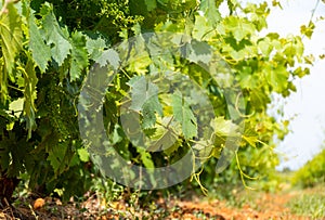 French red and rose wine grapes plants in row, Costieres de Nimes AOP domain or chateau vineyard, France