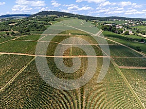 French red and rose wine grapes plants in row, Costieres de Nimes AOP domain or chateau vineyard, France