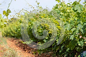 French red and rose wine grapes plants in row, Costieres de Nimes AOP domain or chateau vineyard, France