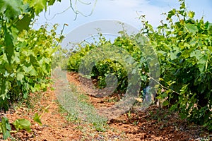 French red and rose wine grapes plants in row, Costieres de Nimes AOP domain or chateau vineyard, France