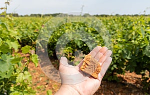 French red and rose wine grapes plants in row, Costieres de Nimes AOP domain or chateau vineyard, France. Iron rich galets stones