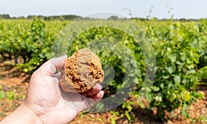 French red and rose wine grapes plants in row, Costieres de Nimes AOP domain or chateau vineyard, France. Iron rich galets stones