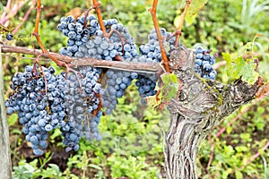 French red wine grapes plant growing harvest of wine grape chateau vineyard close up Bordeaux in France