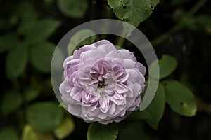 French rose pink flower