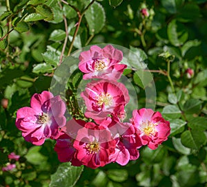 French rose Rosa gallica