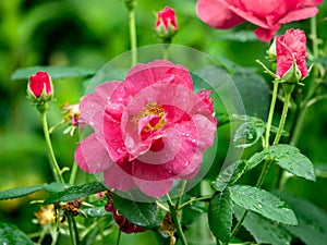 French rose, Rosa gallica photo