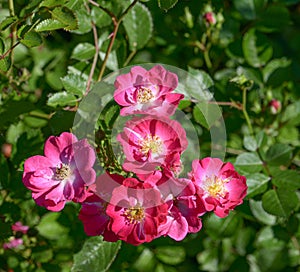 French rose Rosa gallica photo