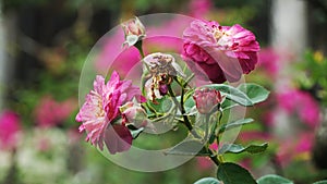 French roses bloom quite large, very beautiful burgundy